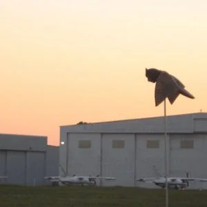 Prowler Owl